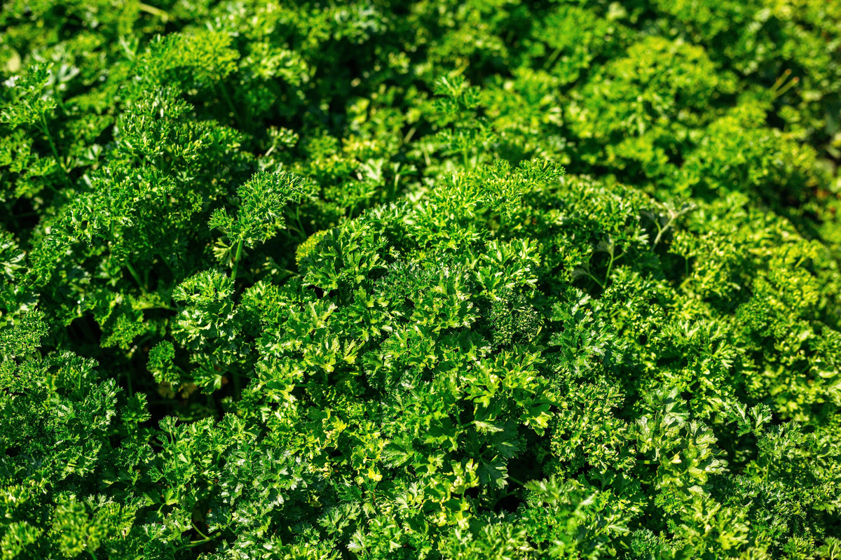 Triple Curled Parsley (Petroselinum crispum) Seeds – 1,500 ct