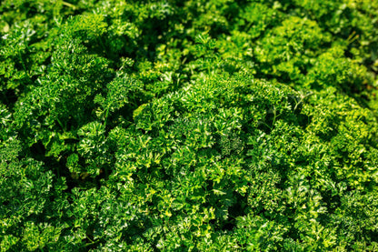 Triple Curled Parsley (Petroselinum crispum) Seeds – 1,500 ct