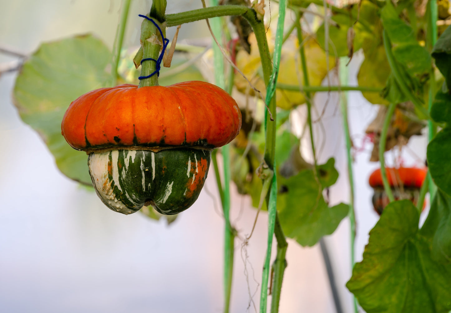 10 American Turks Turban Squash (Cucurbita Maxima) Seeds