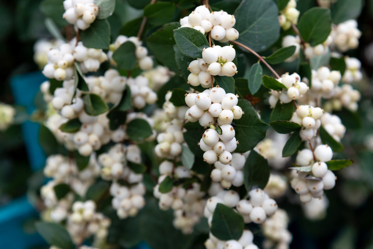 25 Common Snowberry (Symphoricarpos Alba) Seeds