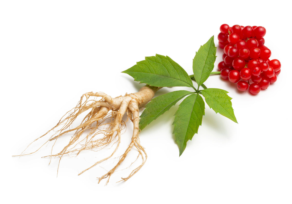 American Ginseng (Panax quinquefolius) Seeds – 25 ct