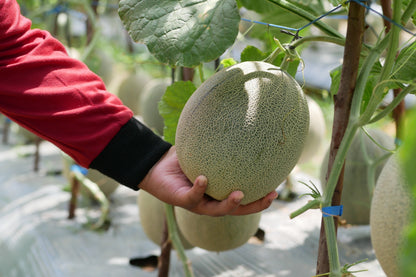 200 HALE'S Best JUMBO CANTALOUPE Orange Muskmelon Cucumis Melo Melon Fruit Seeds