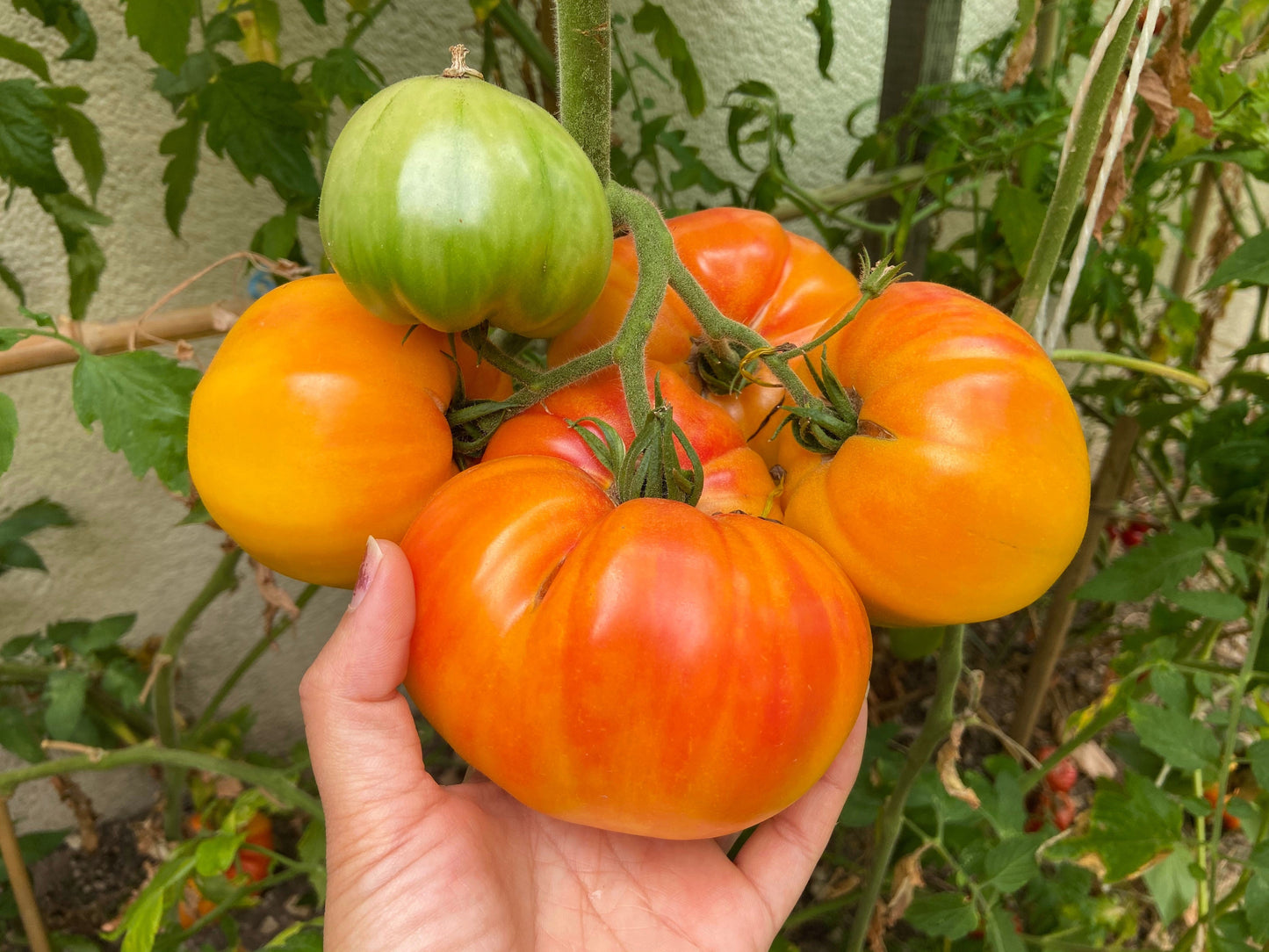 50 Pineapple Tomato (Solanum Lycopersium)t Seeds