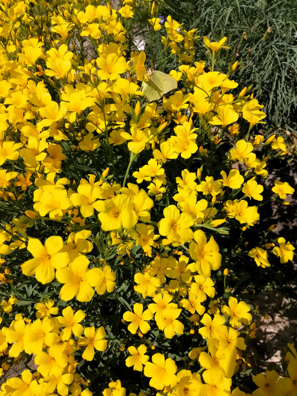 500  Golden Flax/Linseed (Linum Flavum) Seeds