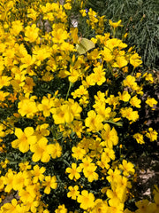 500  Golden Flax/Linseed (Linum Flavum) Seeds