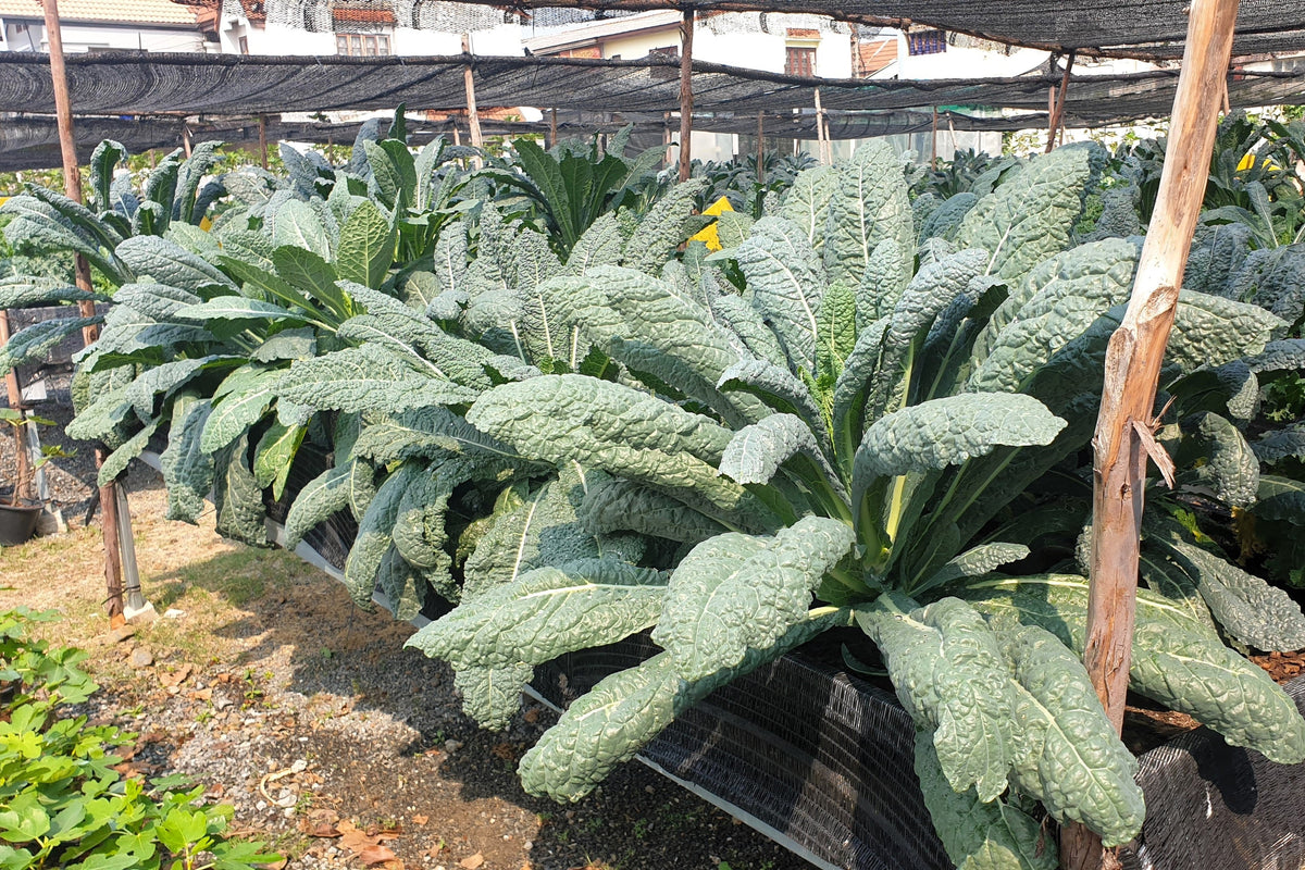 1500 LACINATO KALE Dinosaur Tuscan Black Brassica Oleracea Vegetable Seeds