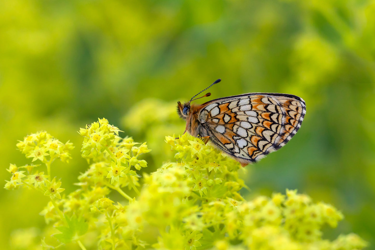 100 Lady's Mantle (Alchemilla Mollis) Seeds