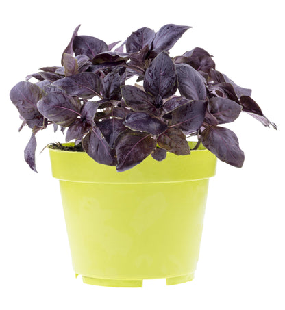500 Red Rubin Basil (Ocimum Basilicum Purpurascens) Seeds