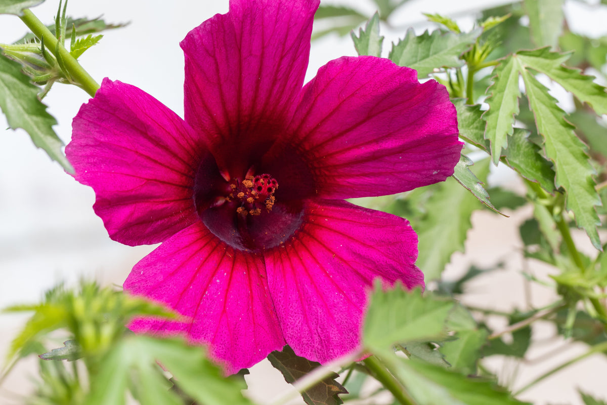 10 Kenaf Hibiscus (Hibiscus cannabinus) Seeds