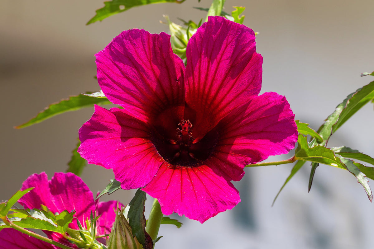 10 Kenaf Hibiscus (Hibiscus cannabinus) Seeds