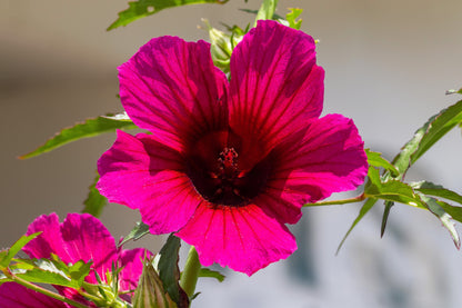 10 Kenaf Hibiscus (Hibiscus cannabinus) Seeds