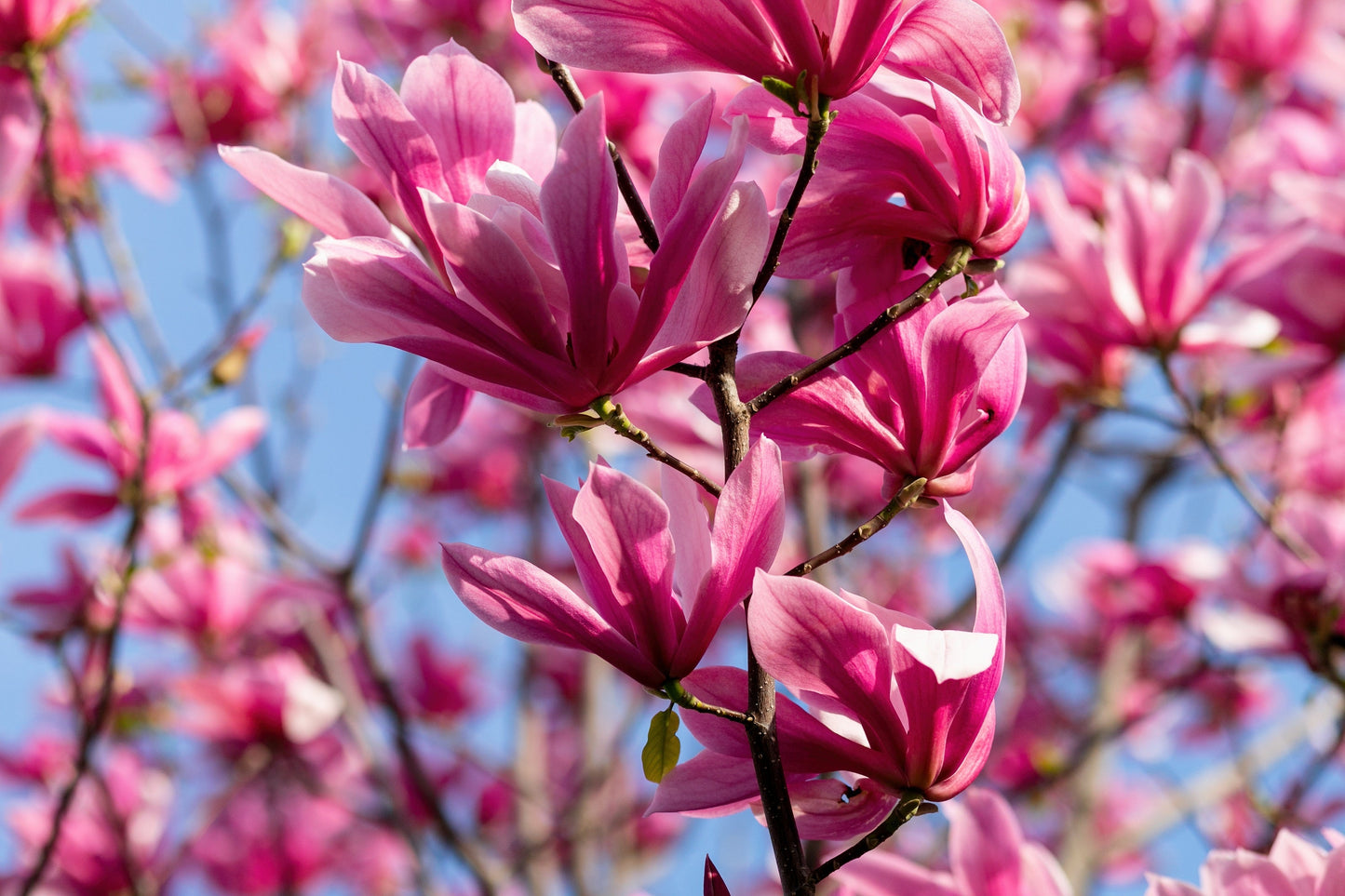 5 Saucer Magnolia/Tulip Tree (Soulangeana Denudata & Liliiflora)  Seeds