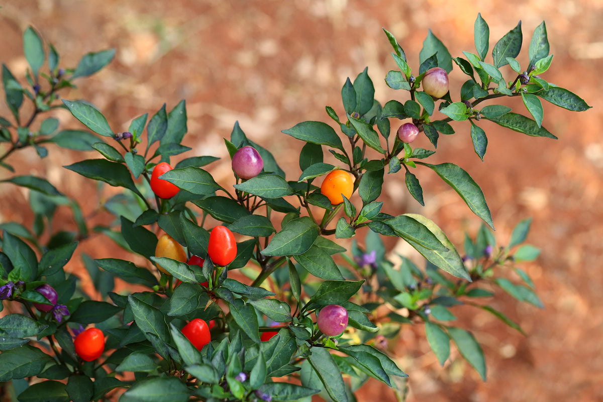 25 BOLIVIAN RAINBOW PEPPER Multi Colored Chili Capsicum Annuum Vegetable Seeds