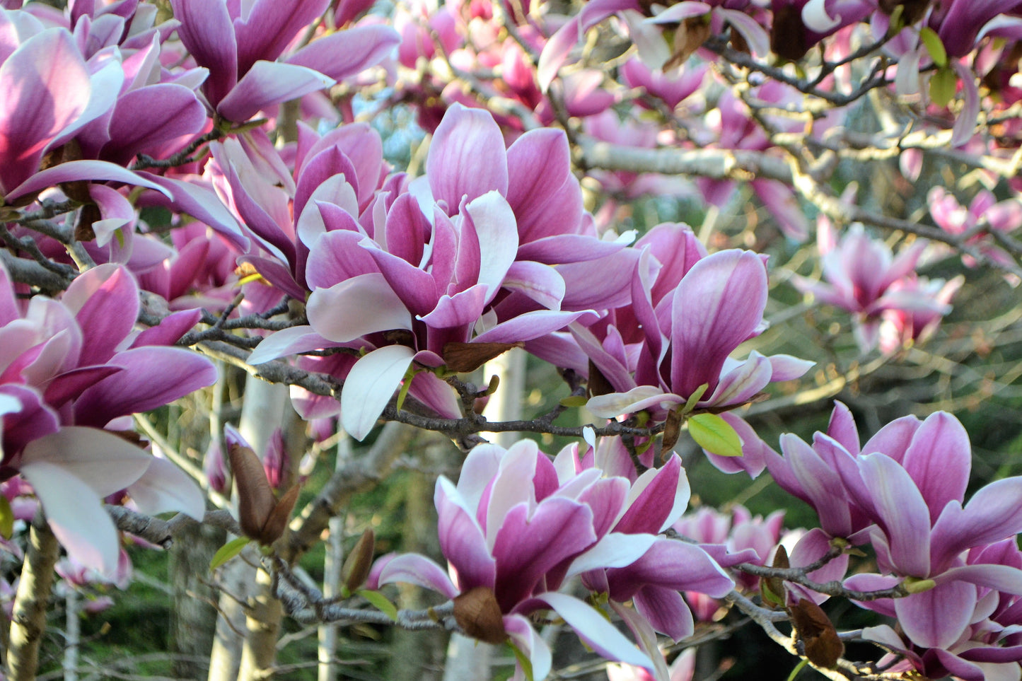 5 Saucer Magnolia/Tulip Tree (Soulangeana Denudata & Liliiflora)  Seeds