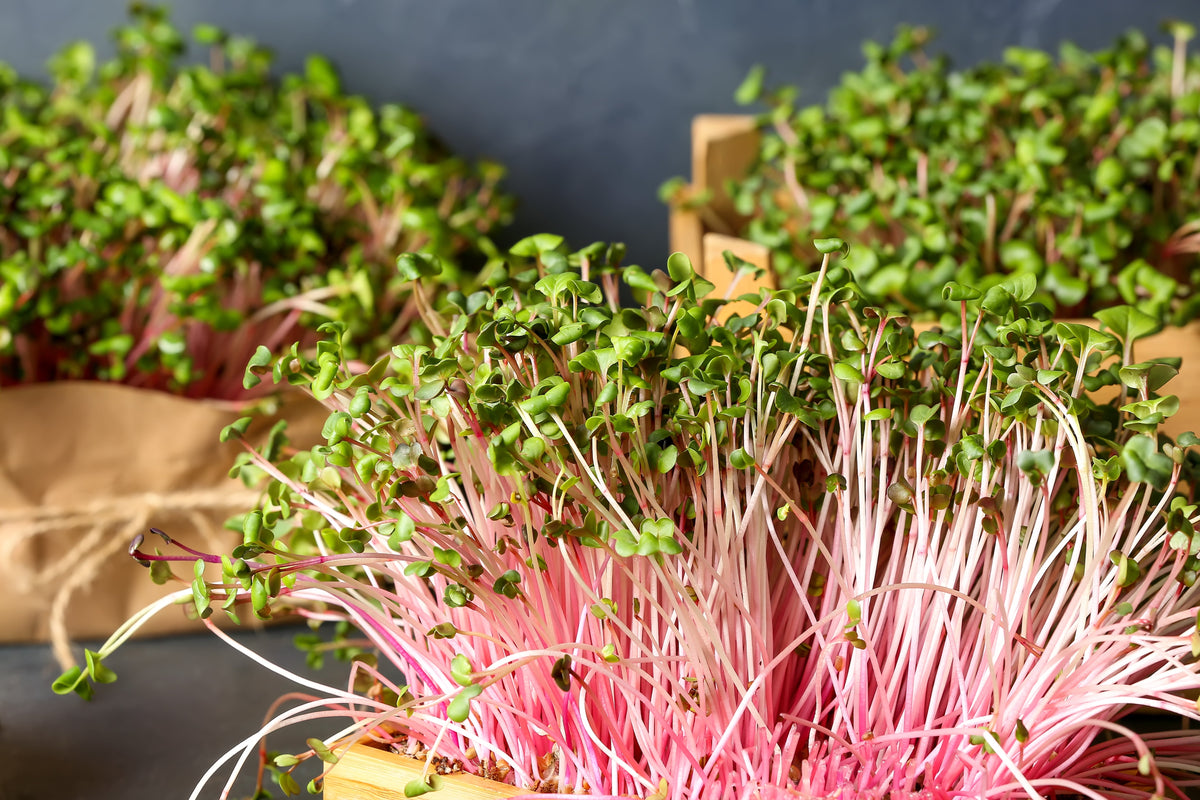 Pink Summersicle Radish (Raphanus sativus) Seeds – 100 ct