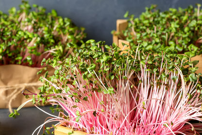 Pink Summersicle Radish (Raphanus sativus) Seeds – 100 ct