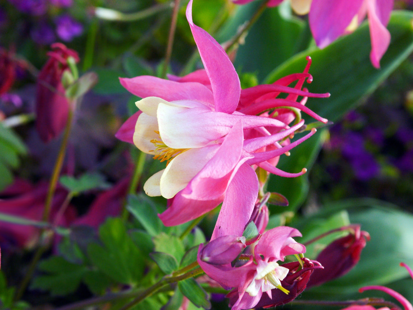 50 Rose Star Columbine (Aquilegia Caerulea) Seeds