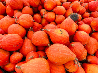 30 Golden Hubbard Squash (Cucurbita Maxima) Seeds