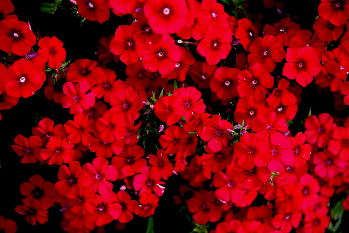 800 Red Drummond Phlox (Phlox Drummondii) Seeds