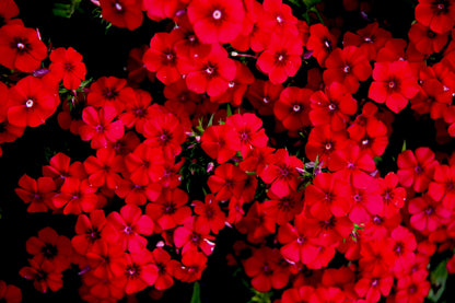 800 Red Drummond Phlox (Phlox Drummondii) Seeds