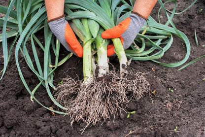 800 American Flag Leek (Allium Porrum) Seeds