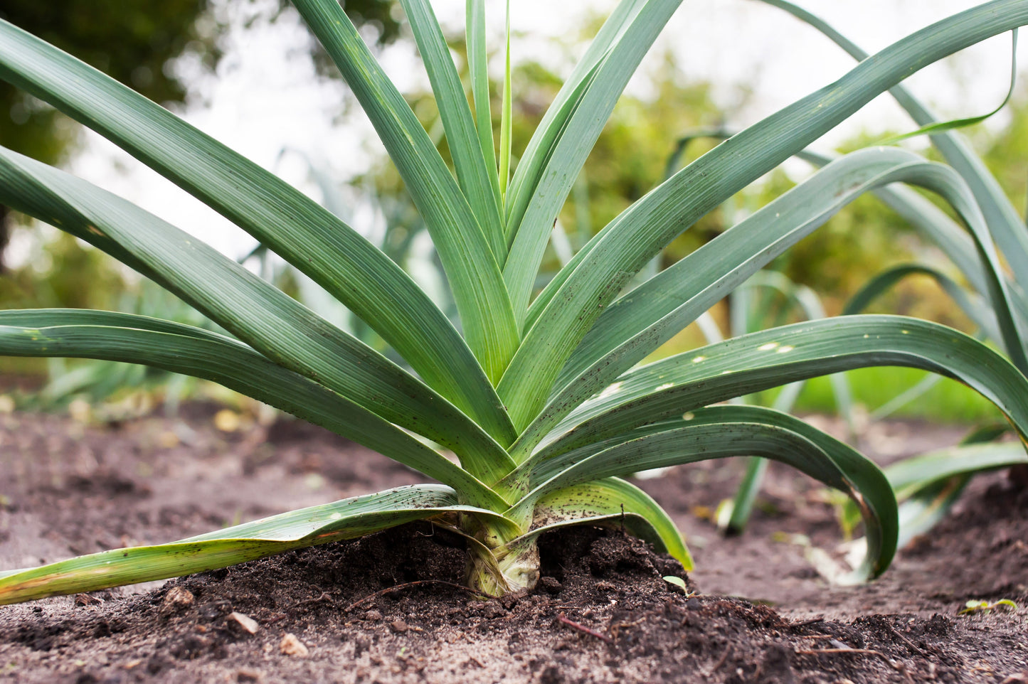 800 American Flag Leek (Allium Porrum) Seeds