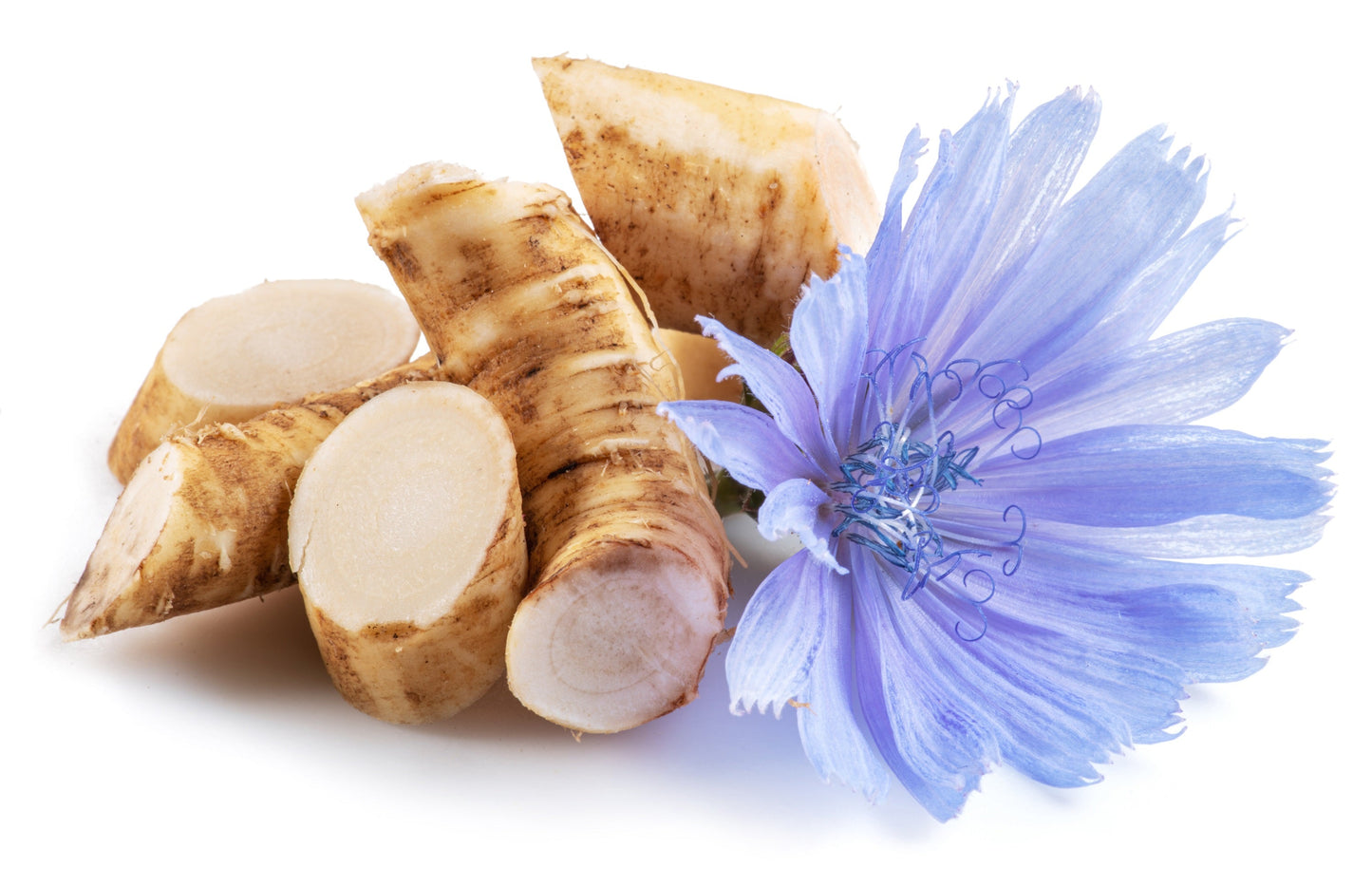 1000 Chicory (Chicorium Cicorium Intybus) Seeds