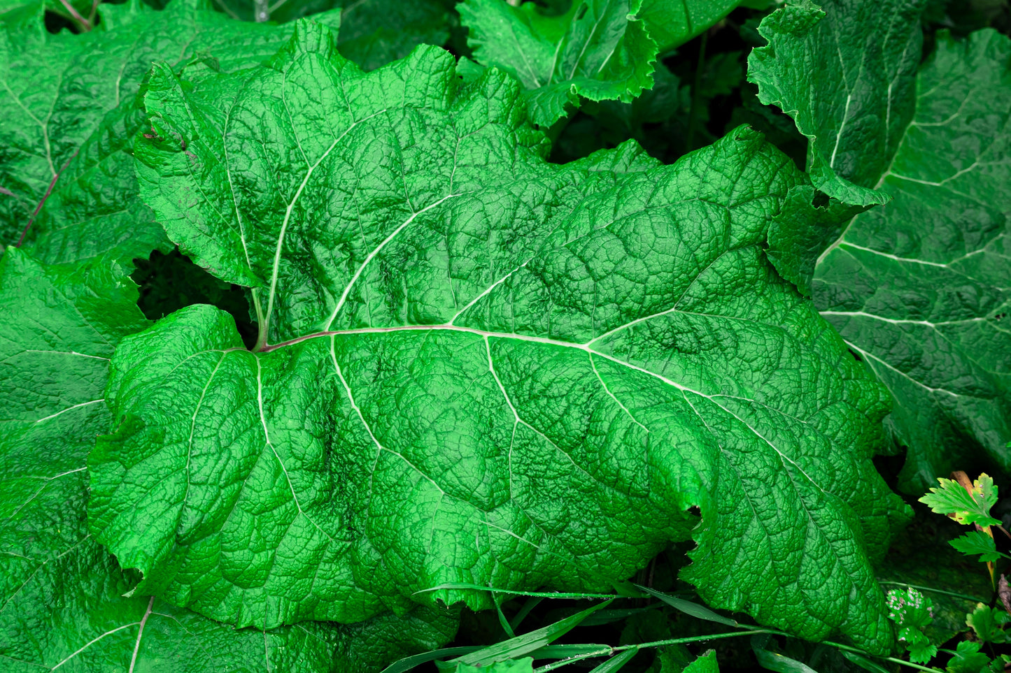 200 Burdock (Arctium Lappa) Seeds