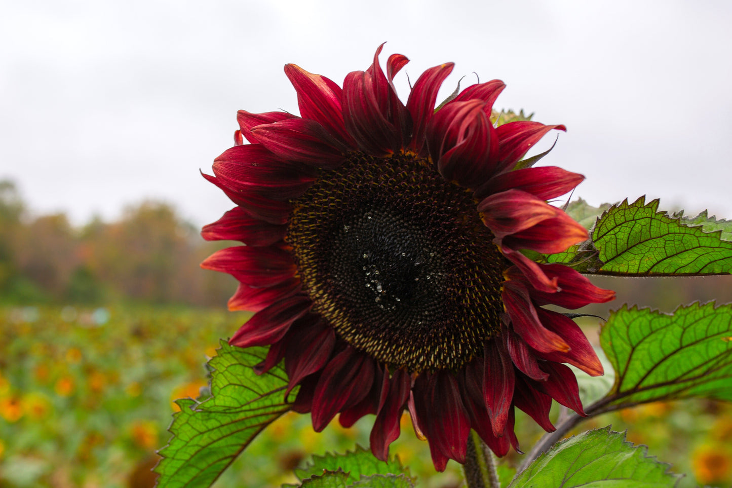 25 Velvet Queen Sunflower (Helianthus Annuus) Seeds