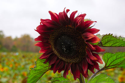 25 Velvet Queen Sunflower (Helianthus Annuus) Seeds