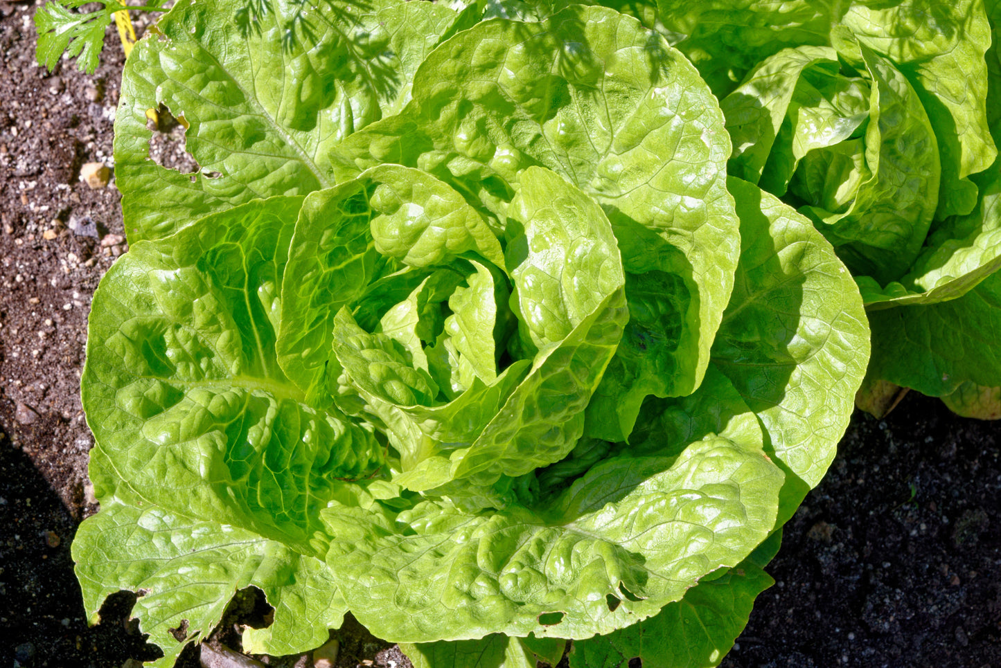 3000 Little Gem Lettuce (Lactuca Sativa) Seeds