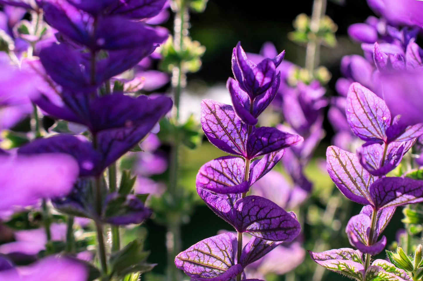50 Blue Monday Clary Sage (Salvia Viridis Horminum) Seeds