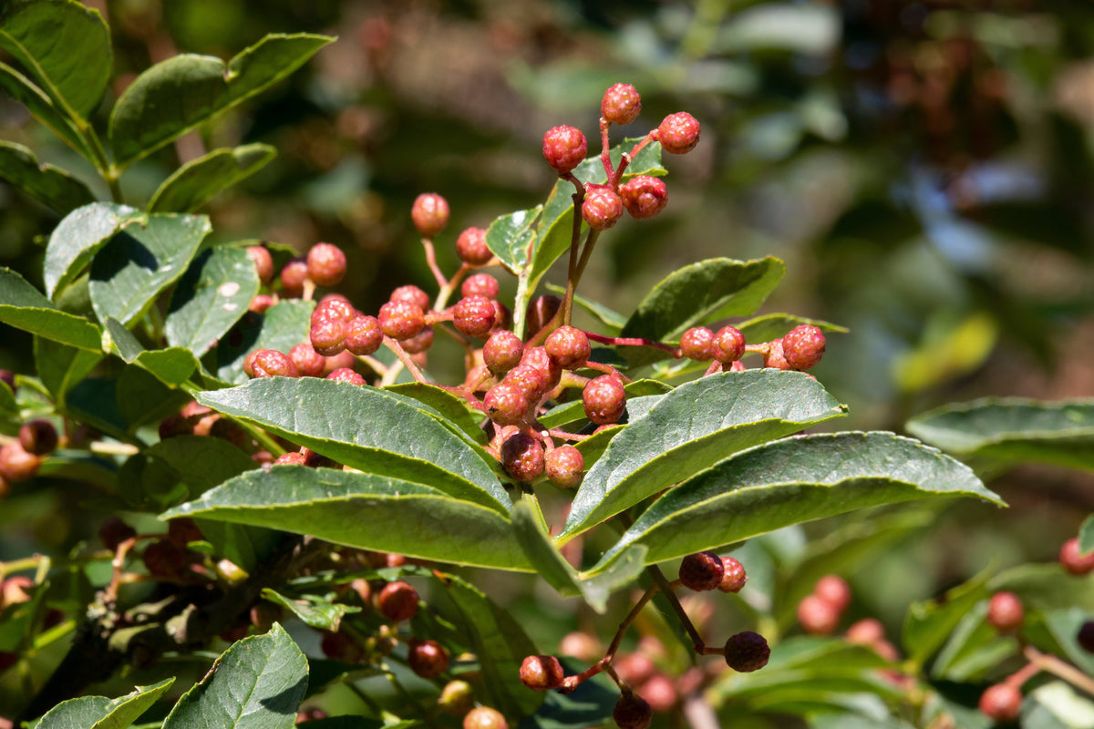 Sichuan Pepper (Zanthoxylum bungeanum) Seeds – 25 ct
