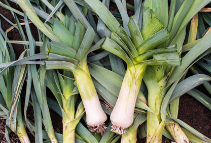 800 American Flag Leek (Allium Porrum) Seeds