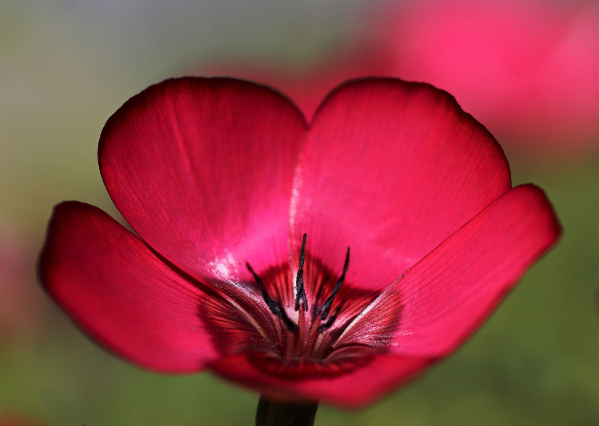 500 Red Scarlet Flax (Linum Grandiflorum Rubrum) Seeds