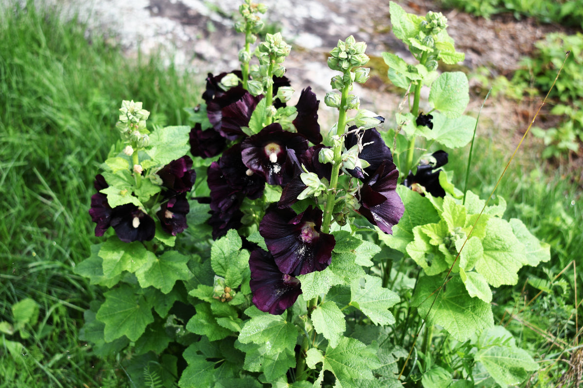 Black Hollyhock (Alcea rosea 'Nigra') Seeds – 25 ct