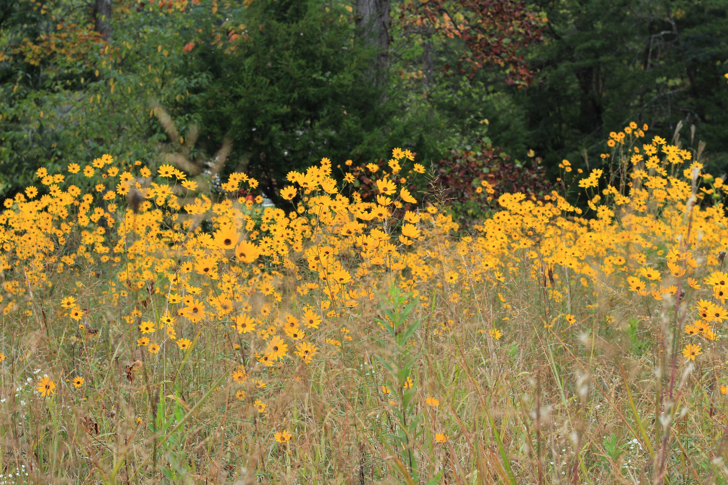 100 Swamp Sunflower (Helianthus Angustifolius) Seeds