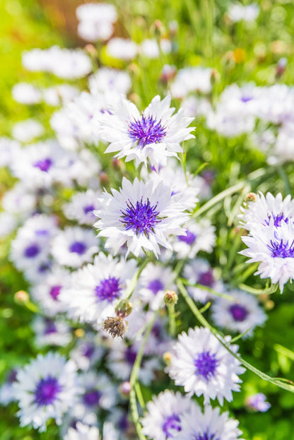 750 White Bachelor's Button (Centaurea Cyanus) Seeds