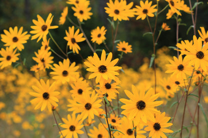 100 Swamp Sunflower (Helianthus Angustifolius) Seeds
