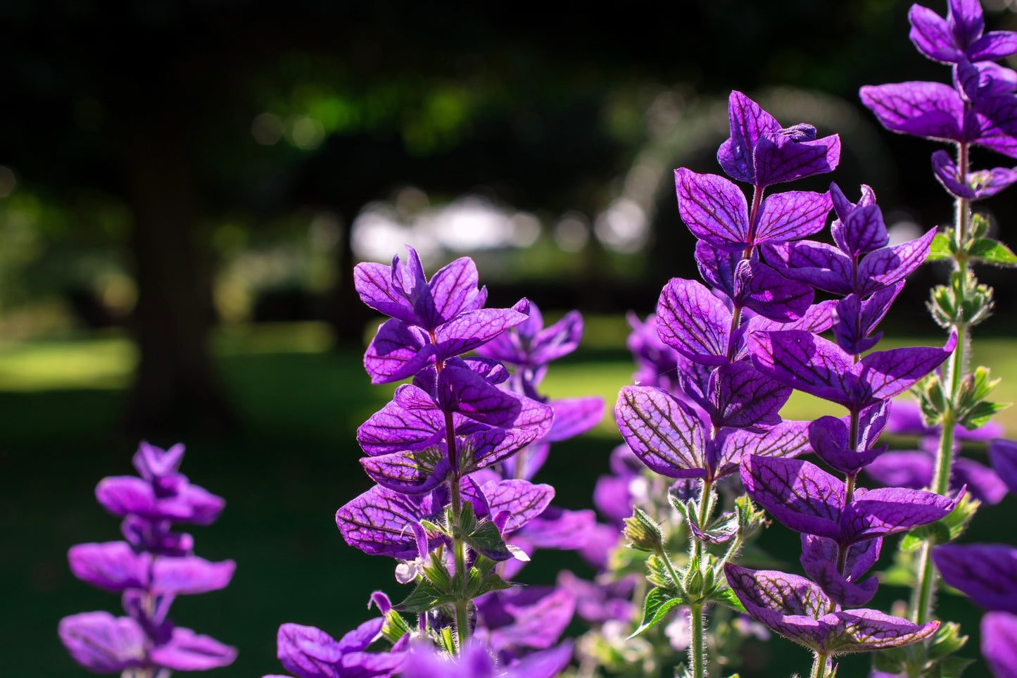 50 Blue Monday Clary Sage (Salvia Viridis Horminum) Seeds