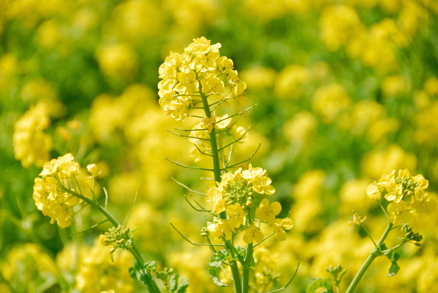 1000 Yellow Mustard (Brassica Juncea) Seeds