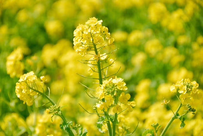 1000 Yellow Mustard (Brassica Juncea) Seeds