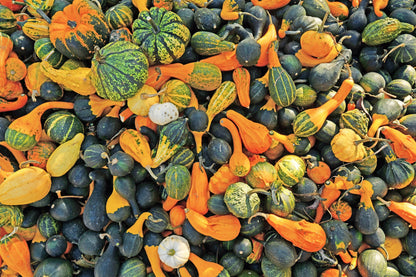 30 MIXED GOURD Lagenaria Siceraria Seeds
