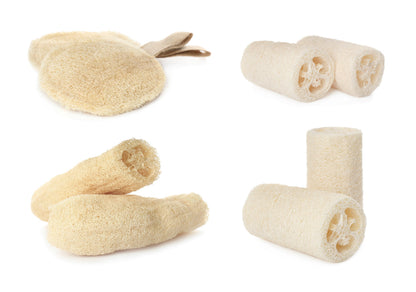 25 Luffa Sponge Gourd (Luffa Cylindrica) Seeds