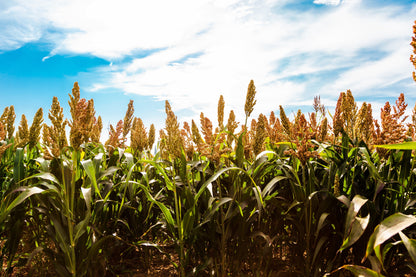 1 Lb  Honey Drip Sorghum (Sorghum Bicolor) Seeds