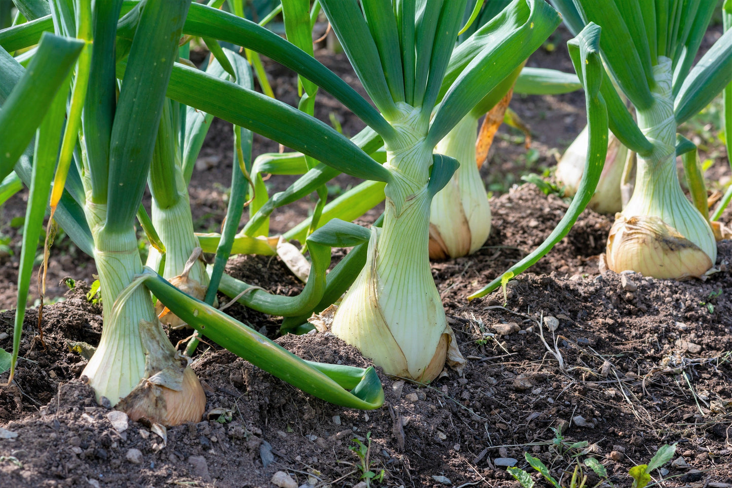 500 Sweet White Spanish Onion (Allium Cepa) Seeds