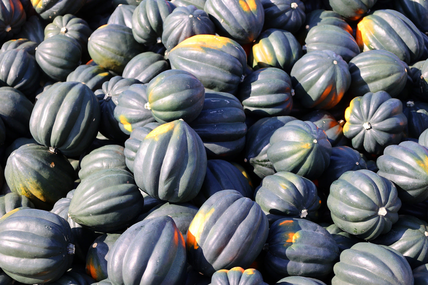 50 Table Queen Acorn Squash (Cucurbita Pepo) Seeds