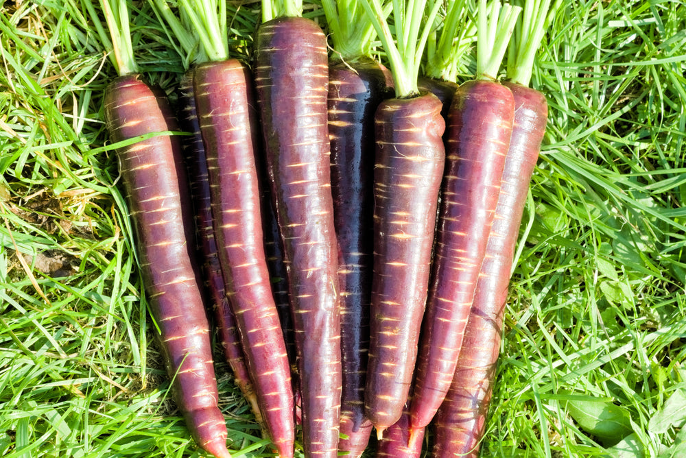 400 Cosmic Purple Carrot (Daucus Carota) Seeds