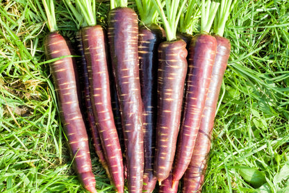 400 Cosmic Purple Carrot (Daucus Carota) Seeds