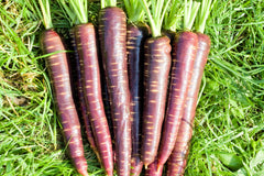 400 Cosmic Purple Carrot (Daucus Carota) Seeds